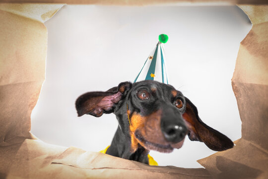 Curious black dachshund dog in festive party hat with flying ears looking inside open gift box, interested pet exploring present, playful birthday celebration studio concept.