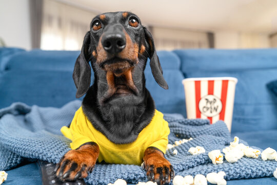 Adorable black dachshund dog in yellow shirt lying on blue couch with popcorn and watching movie on television, attentive pet enjoying film at home, cozy weekend entertainment lifestyle concept.