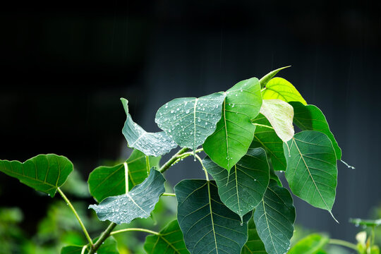 shot of sacred fig Bodhi leaves with fresh raindrops on a dark background.