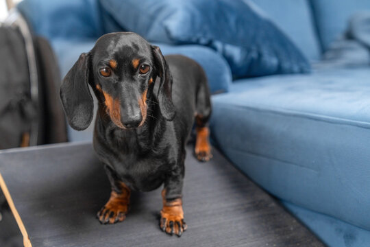 Small black dachshund dog standing on a gray pet ramp leading up to a blue sofa in a bright comfortable living room at home