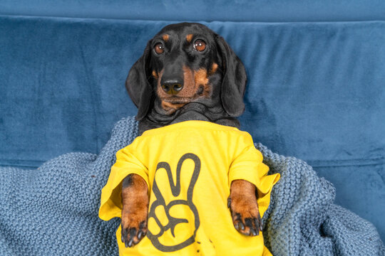 Relaxed black dachshund dog in yellow shirt with peace sign lying on blue couch wrapped in soft blanket, view from above, lazy pet resting at home, cozy weekend leisure lifestyle concept.