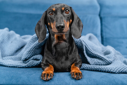 Adorable dachshund dog resting paws over a knitted blue blanket and gazing forward while sitting snugly on a soft blue couch