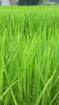 Paddy Field with Rice Plants Swaying in Wind &ndash; 4K