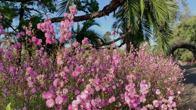 Vibrant Pink Blossom Flowers and Lush Green Palm Trees in Parramatta Park Sydney Australia, Scenic Spring Garden Path Landscape with Blue Sky