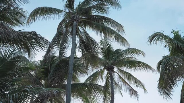 palm trees swaying in wind with blue sky