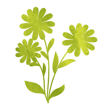 green chrysanthemum flowers blooming beautifully on leafy garden stems