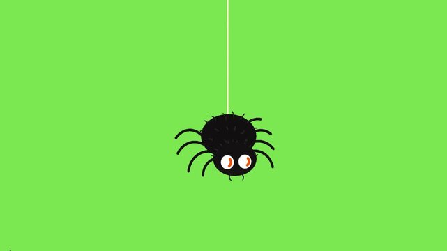 Cute black cartoon spider character hanging from white silk thread on green screen background