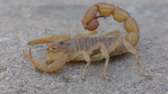 Based on the image showing a yellow scorpion with its tail curled and pincers raised on a stone/concrete surface: