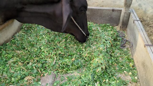 Black Cow Grazing Fresh Green Fodder in Wooden Stable