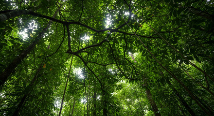 Fototapeta premium Lush canopy of green leaves reaching towards the sky from a low angle perspective in a vibrant tropical rainforest