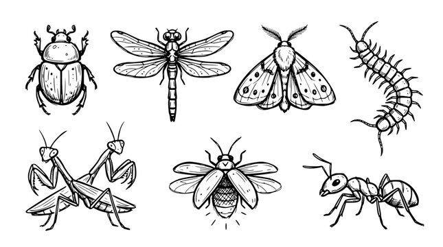 Hand drawn insect bug collection icons beetle dragonfly moth centipede mantis firefly ant, black ink sketch vector illustration