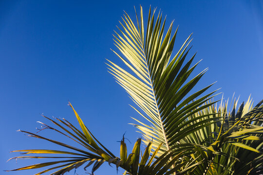 lush green palm frond against blue sky with copy space for summer concept