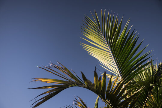 lush green palm frond against blue sky with copy space for summer concept