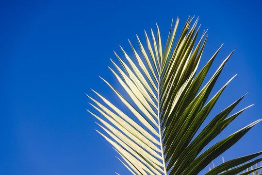 lush green palm frond against blue sky with copy space for summer concept