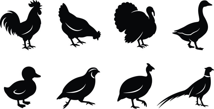 Farm poultry and game birds silhouette vector set featuring chicken rooster turkey duck goose and pheasant