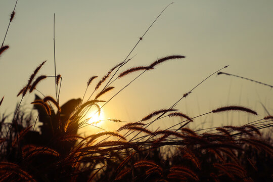 Grass silhouette against golden sunset sky with backlight.