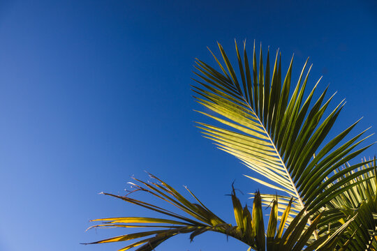 lush green palm frond against blue sky with copy space for summer concept