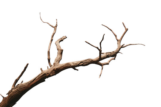 Dry weathered dead tree branch with gnarled wood texture, isolated on transparent background, symbolizing aging and decay