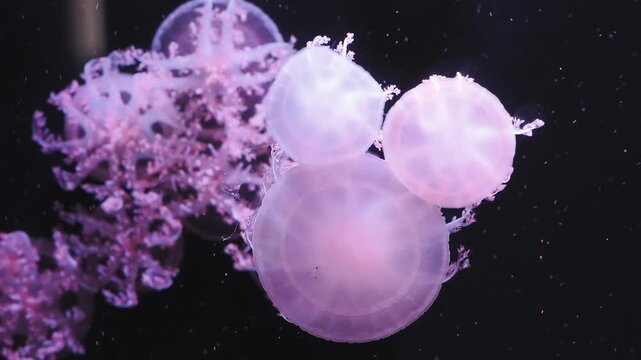 幻想的な紫色のライトに美しく浮かび上がるサカサクラゲの群れ
