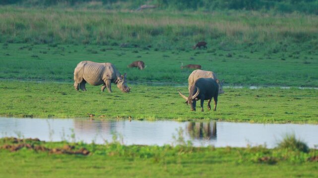 A cinematic shot of endangered onehorned rhinoceros and wild water buffalo grazing in the lush wetlands of India. Authentic wildlife conservation and ecofriendly travel scene.