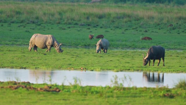 Cinematic shot of endangered Indian rhinoceros and water buffalo grazing in the lush green wetlands of Kaziranga. Authentic wildlife scene showcasing biodiversity and sustainability.