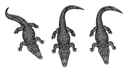 Naklejka premium Three vintage style illustrations of alligators viewed from above on a white background.