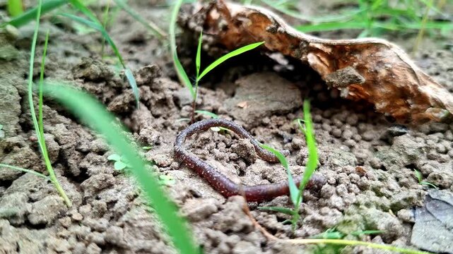 Solitary Earthworm Creeping Near Dry Fallen Leaf