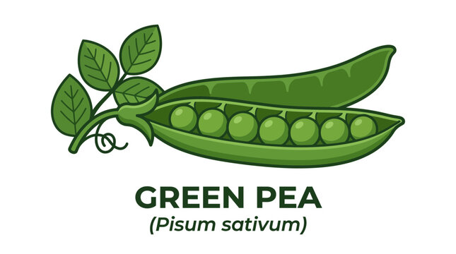Vibrant green pea pod illustration with fresh peas nestled inside, accompanied by leafy vines, symbolizing healthy eating, natural produce, and garden freshness