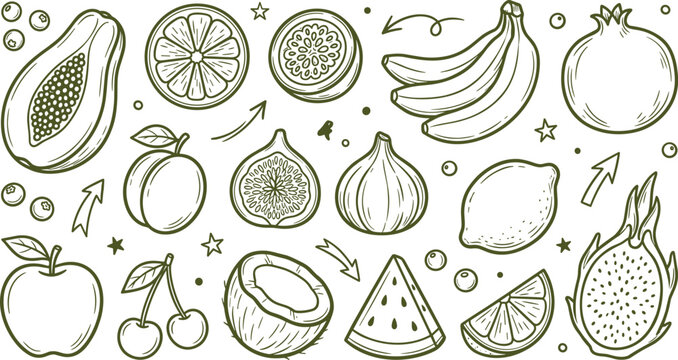 Fruit Vector Set Papaya Banana Lemon Watermelon and Pomegranate Hand Drawn Line Art Icon Collection Illustration