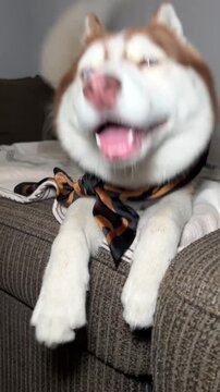 Siberian husky dog wearing a stylish patterned scarf resting on a cozy sofa motion video footage