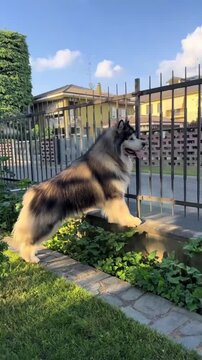 Fluffy alaskan malamute dog standing on a garden wall watching the neighborhood in motion video footage