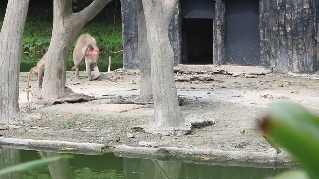 A fluffy-coated monkey relaxes inside a cozy treehouse, gently grooming its fur, looking around curiously, and enjoying the peaceful forest breeze.