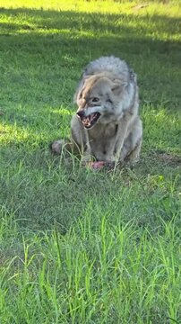 Grey wolf eating raw meat in green grass captured in this intense natural wildlife motion footage