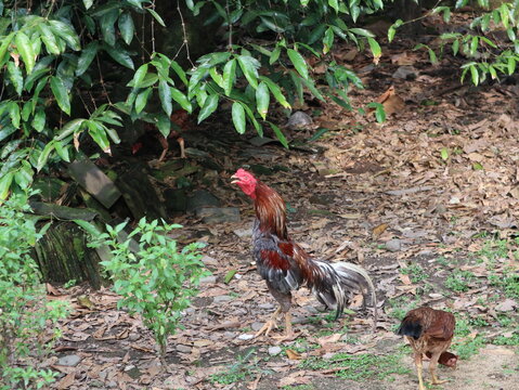 Free range rooster crowing in a traditional rural farm surrounded by natural vegetation in Java, Indonesia, symbolizing village life and sustainable poultry farming.