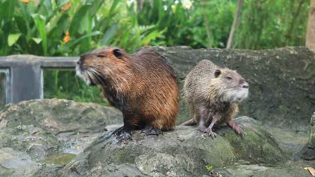 A lively nutria glides smoothly through a transparent pond, playfully swimming, turning, and exploring the peaceful, crystal-clear water.