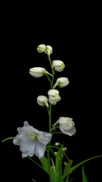 Beautiful white delphinium flower opening on black background.