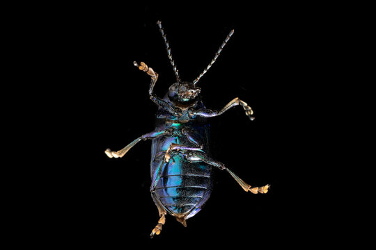 Chrysochus cobaltinus - Cobalt Milkweed Beetle