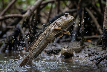 Fototapeta premium Mudskipper fish leaping out of water with dynamic splash detail