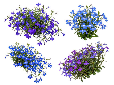 Four vibrant clusters of lobelia flowers, featuring blue and purple blooms, isolated on a transparent background.