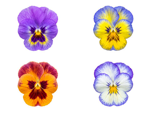 Vibrant pansy flower heads in varied colors: purple, yellow, orange, blue, white, isolated on a transparent background.