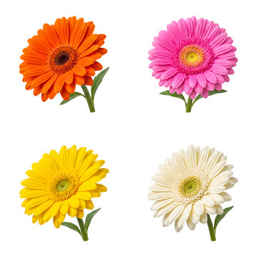 A beautiful high resolution photograph of four diverse gerbera daisy flowers in various colors on a transparent.