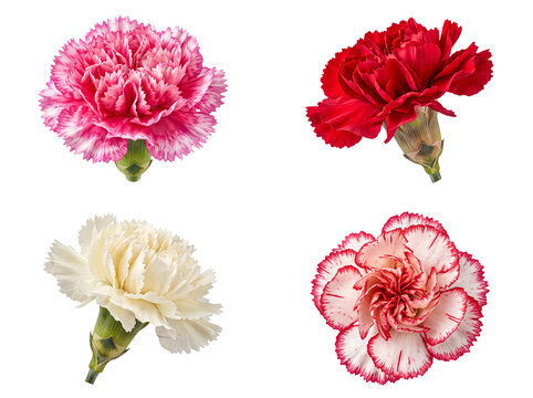 Four vibrant carnation flowers in pink, red, cream, and striped varieties with stems.