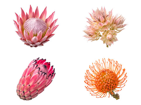 Assorted protea family blooms and buds in pink, cream, and orange, isolated on transparent background.