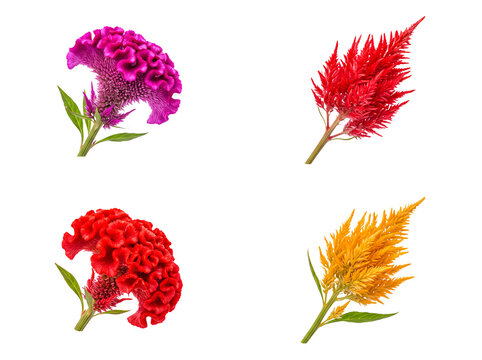 Diverse collection of vibrant celosia flowers, including cockscomb, feather, and wheat varieties.