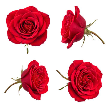Captivating collection of four fresh red roses with delicate water droplets, isolated on a transparent background.