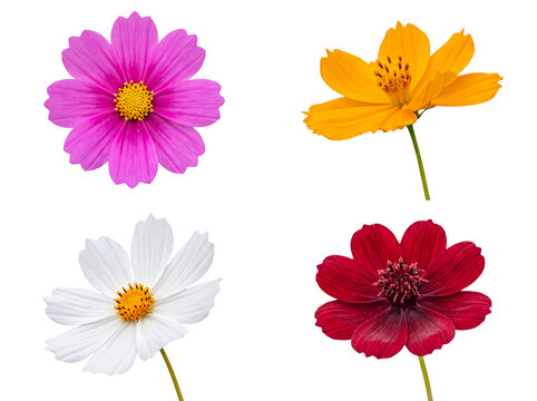 Colorful collection of four unique cosmos flowers, showcasing pink, orange, white, and red, isolated on transparent.