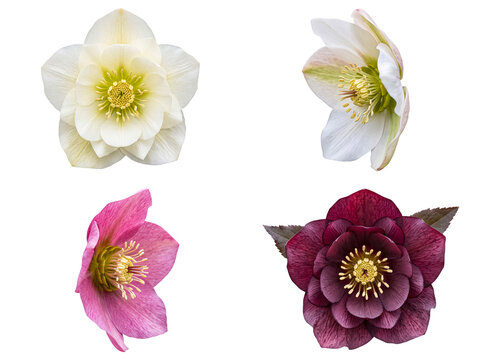 Assortment of hellebore flowers in cream, pink, and burgundy hues, isolated on transparent background.