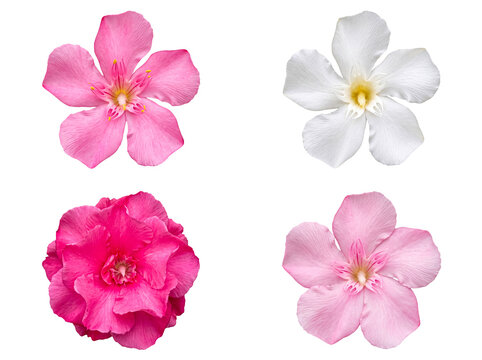 An elegant collection of diverse oleander flowers in shades of pink and white, isolated on a transparent background.