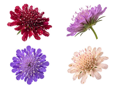Collection of four unique Scabiosa pincushion flowers in diverse colors and angles, isolated.