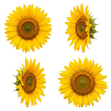 Vibrant collection of four unique sunflower heads, presented from various angles.